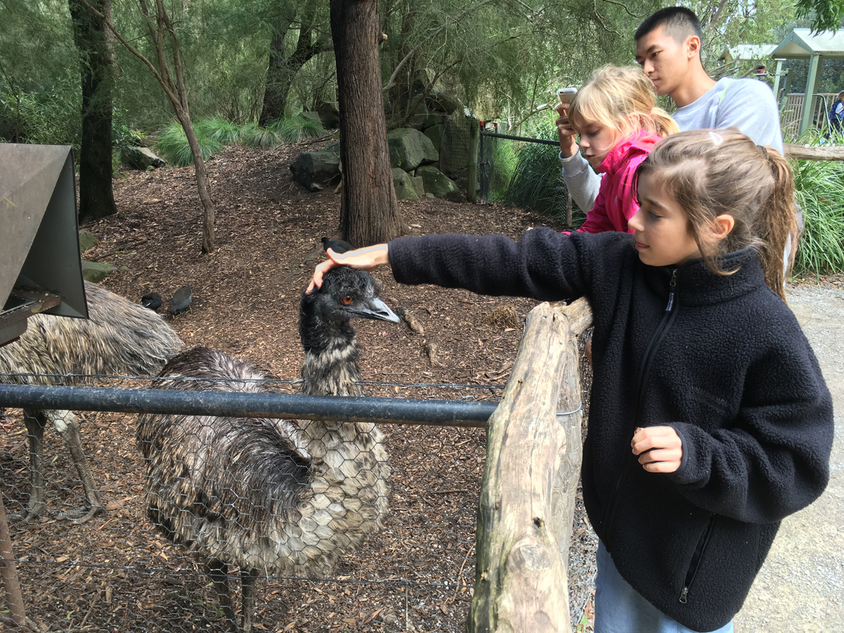 Healsville Zoo 動物園